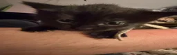 Mixed Breed cats for sale: Beautiful babies in Leamington Spa - Advert 6
