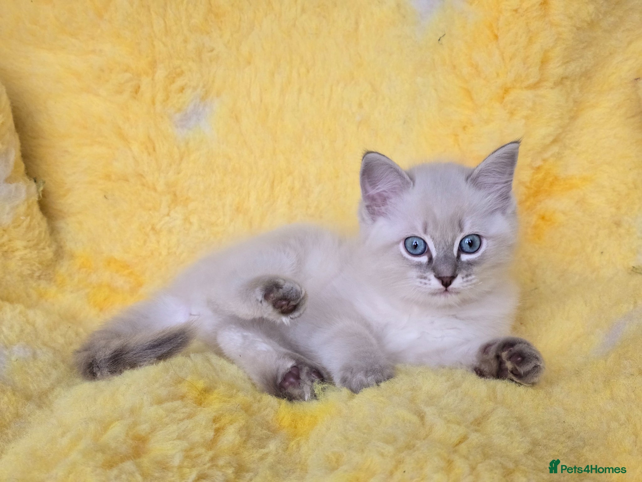 Ragdoll cats Ragdoll boys - Advert 16
