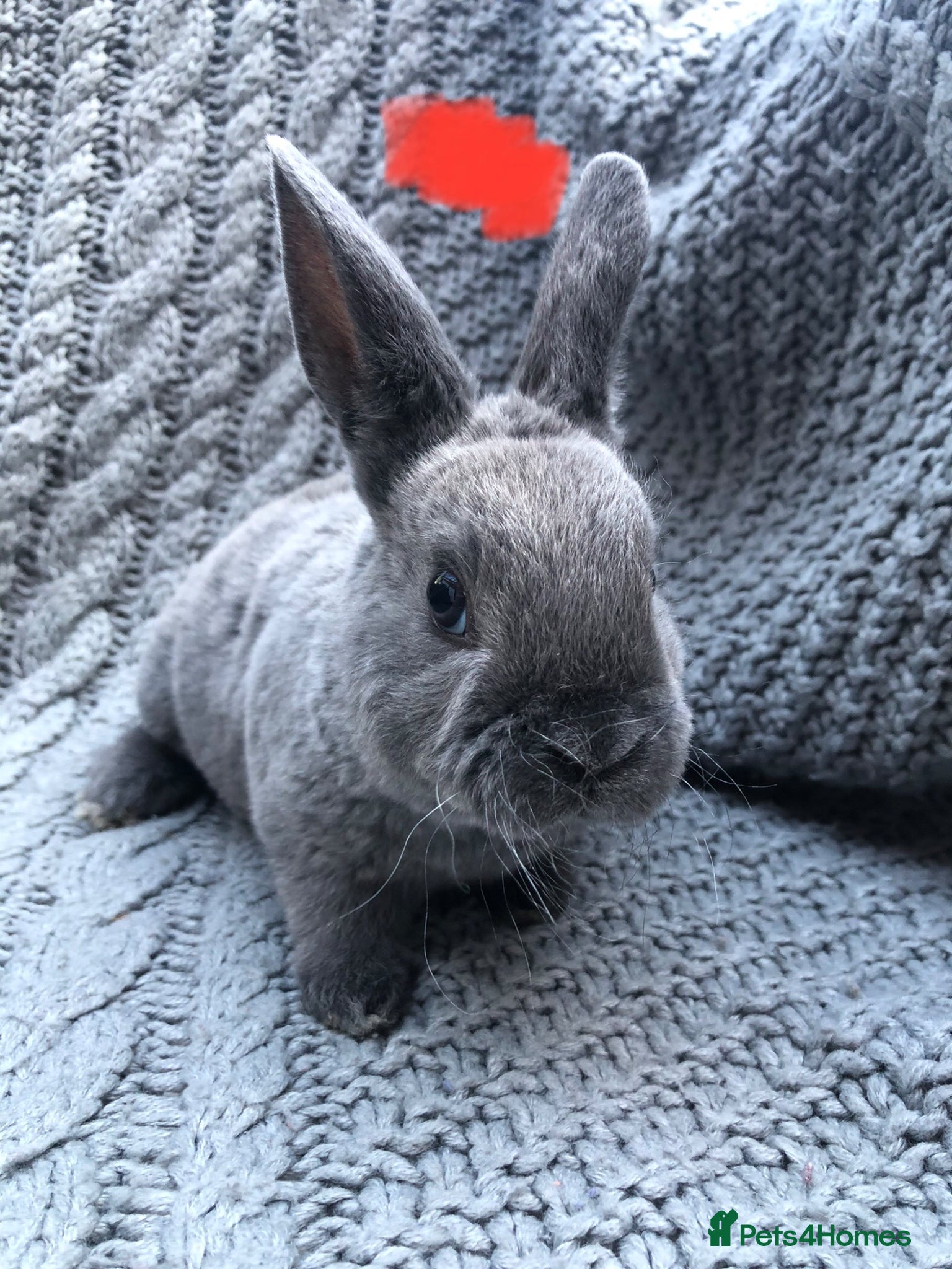 Rex rabbits Purebred Velvet Mini Rex Sable rabbits - Advert 1