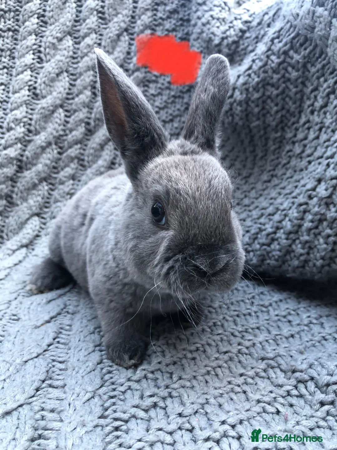 Rex rabbits for sale: Purebred Velvet Mini Rex Sable rabbits - Advert 1