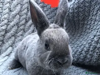 Rex rabbits Purebred Velvet Mini Rex Sable rabbits - Advert 1