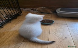 British Shorthair cats for sale: 1 TICA REG BSH GOLDEN COLOURPOINT POINT  - Image 18