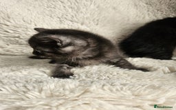 Burmese cats for sale: Beautiful Burmese x British kittens for sale 🤍  - Image 9