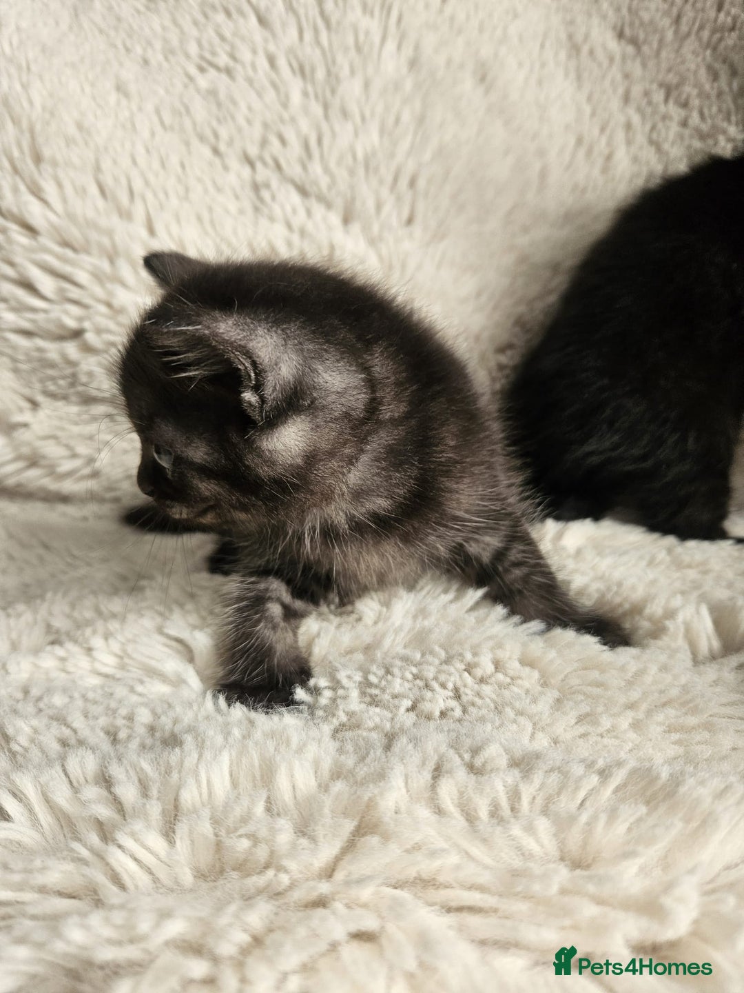 Burmese cats for sale: Beautiful Burmese x British kittens for sale 🤍  - Image 9