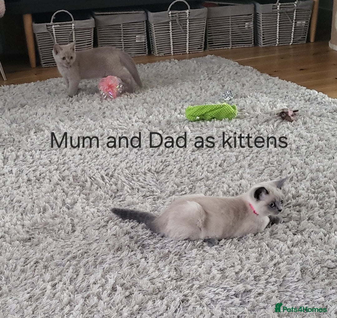 British Shorthair cats for sale: Beautiful BSH kittens looking for forever homes - Image 9