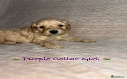 Cavapoo dogs for sale: Beautiful F1 Cavapoo Puppies  - Image 6
