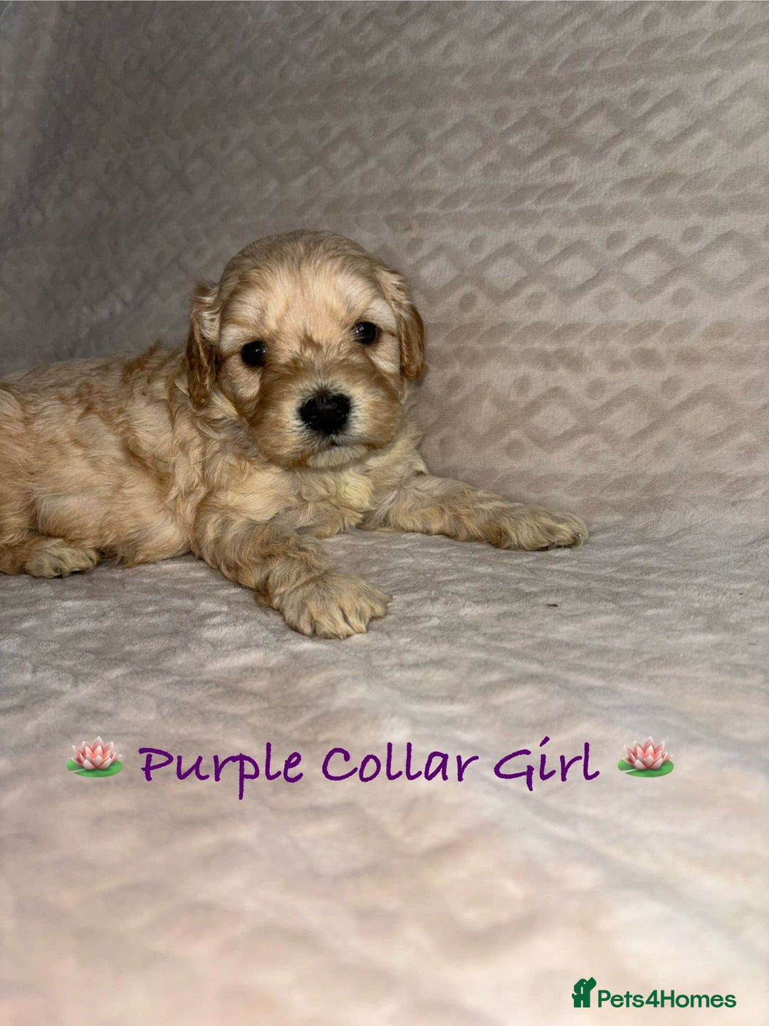 Cavapoo dogs for sale: Beautiful F1 Cavapoo Puppies  - Image 6