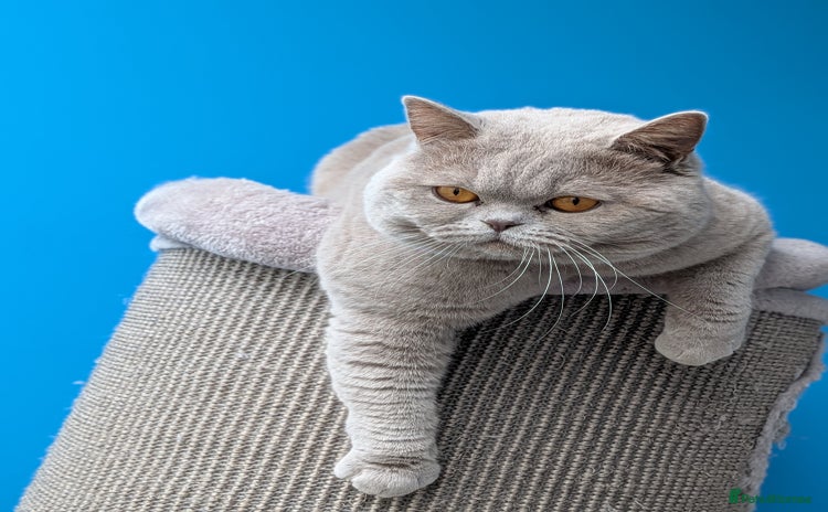 British Shorthair cats in Derby - Advert 16