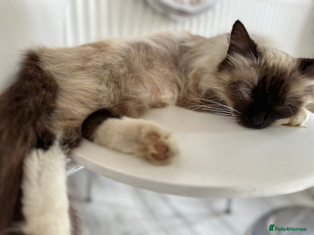 Mixed Breed cats for sale: Ragdoll mix  - Image 11