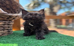 Maine Coon cats for sale: Black smoke pedigree Maine Coon in Kettering - Image 2