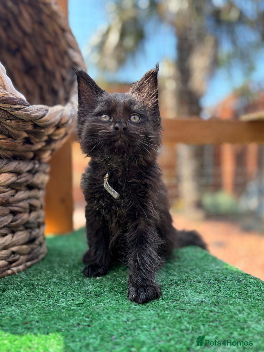Maine Coon cats for sale: Black smoke pedigree Maine Coon in Kettering - Image 2