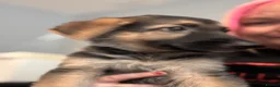 German Shepherd dogs for sale: Beautiful German Shepard Puppies - Advert 26