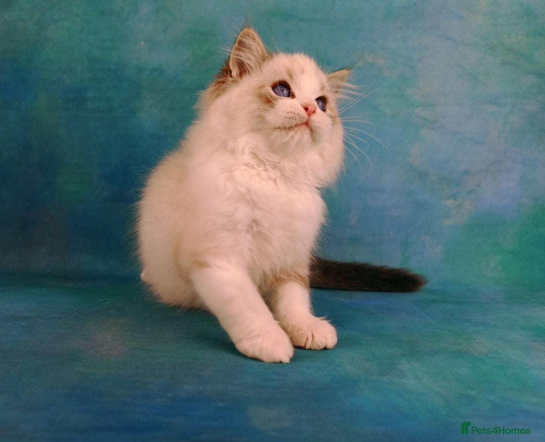 Ragdoll cats for sale: ❤️BEST KITTENS RAGDOLL❤️ CHAMPION REGIONAL WINNER  - Advert 25