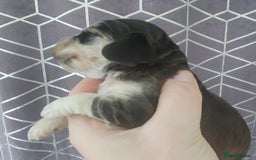 Cocker Spaniel dogs for sale: Show Type Cocker Spaniels Health Tested Parents  - Image 22