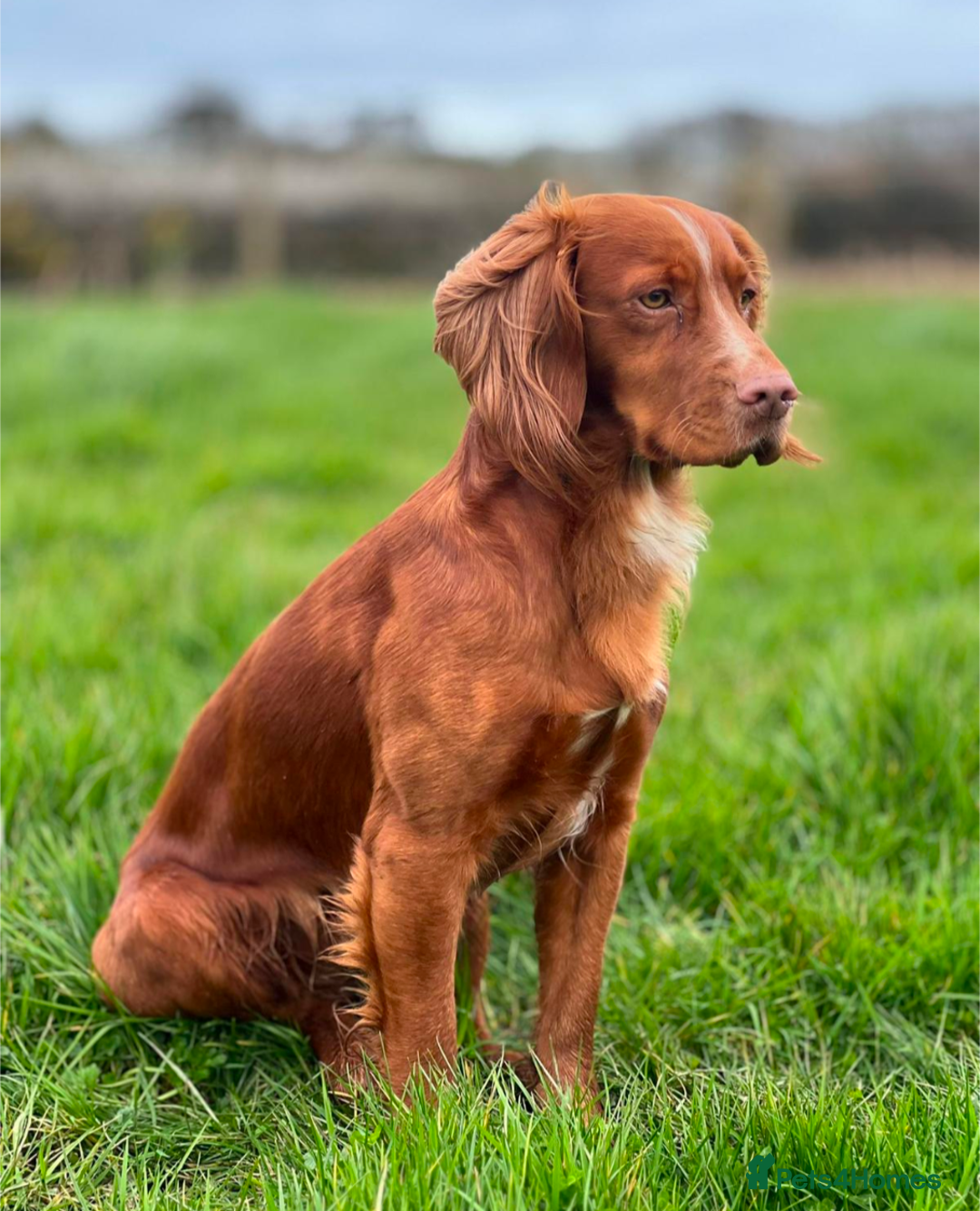 Cocker Spaniel dogs for sale: Working Cocker Spaniel Puppies  - Image 20