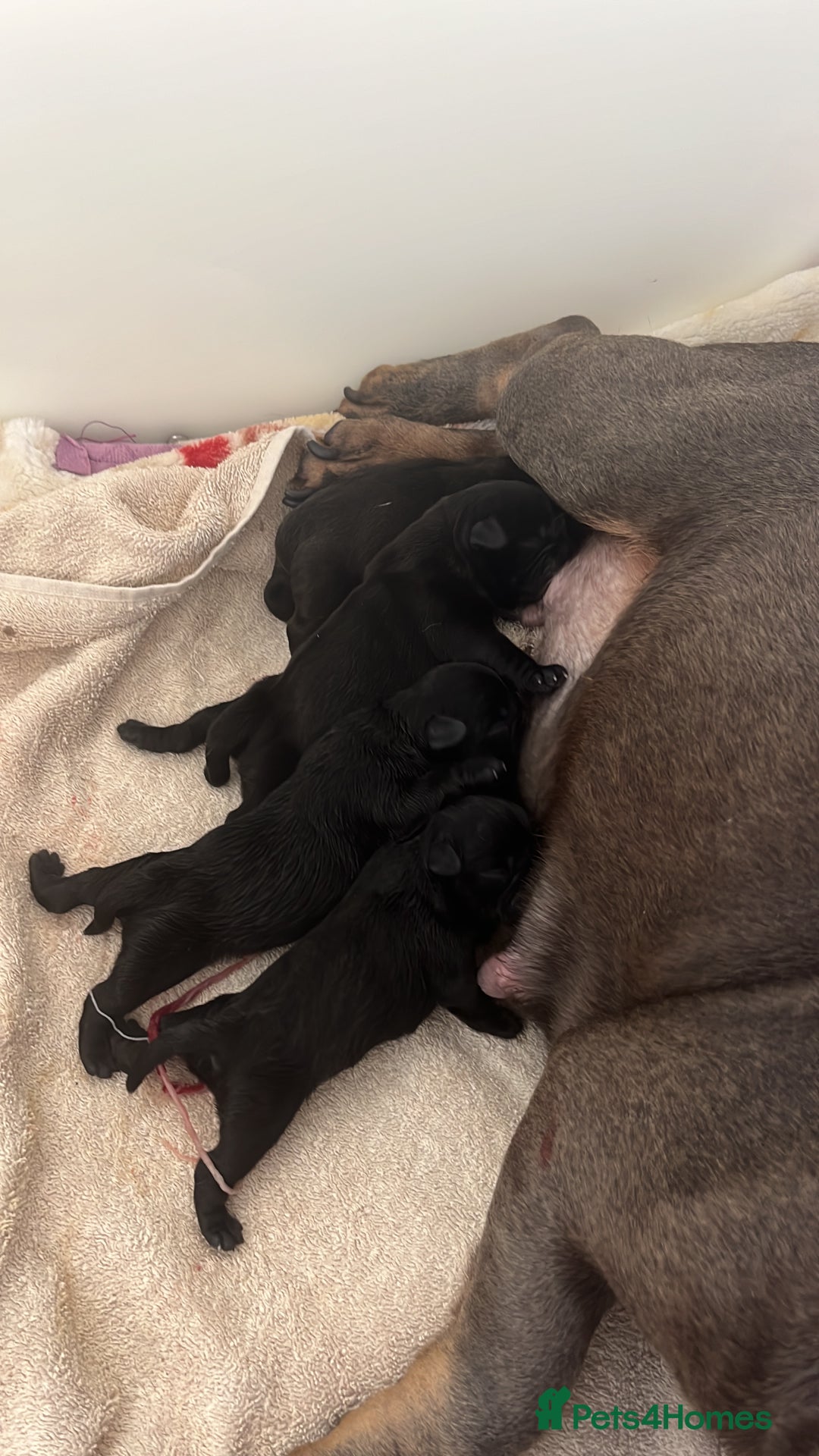 Mixed Breed dogs for sale: French bulldog X imperial shih tzu  - Image 36