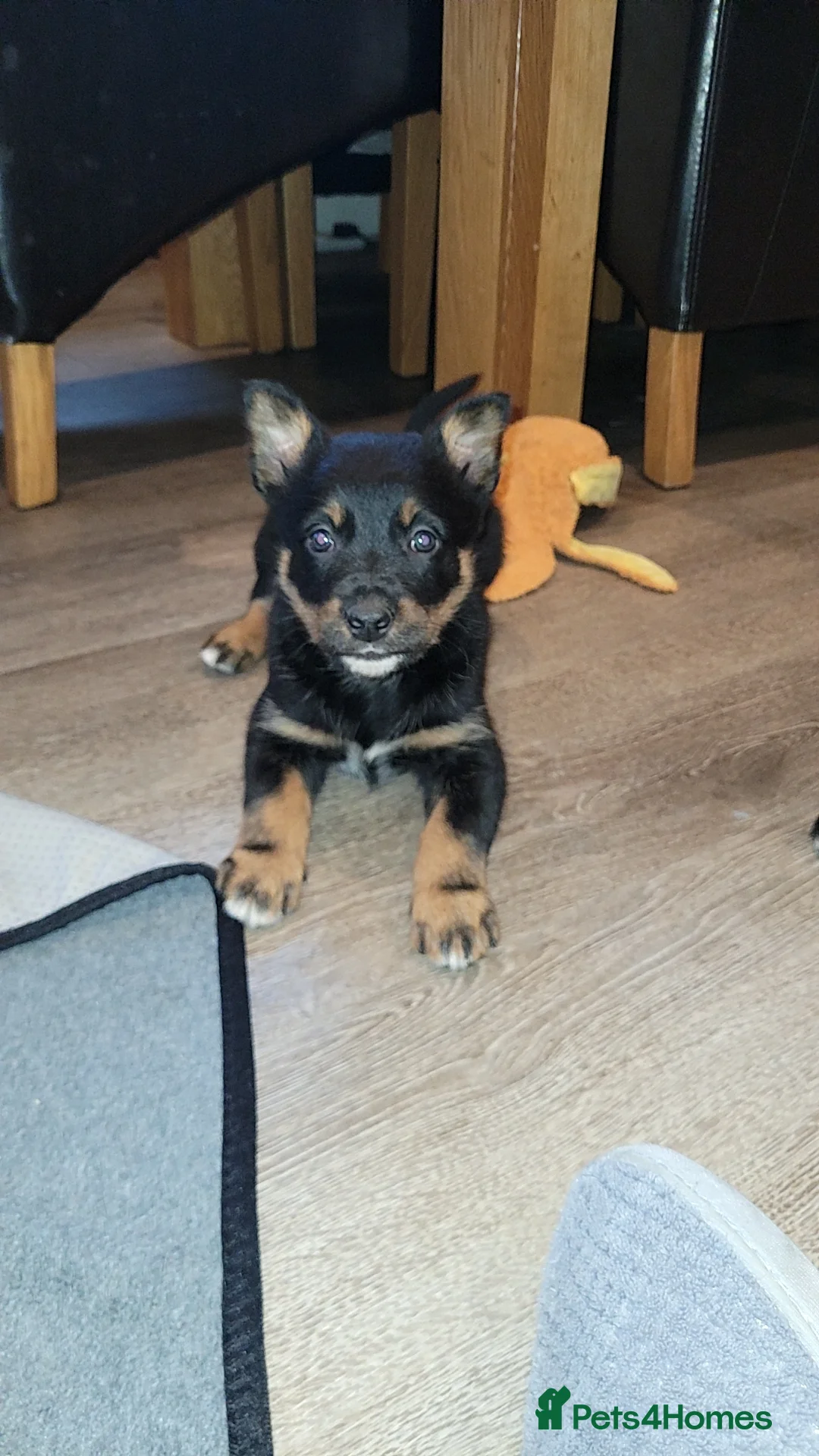 Mixed Breed dogs for sale: Collie cross Kelpie Puppies - Advert 10