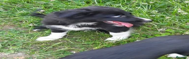 Border Collie 1