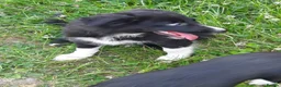 Border Collie dogs for sale: 4 adorable puppies for sale - Advert 23