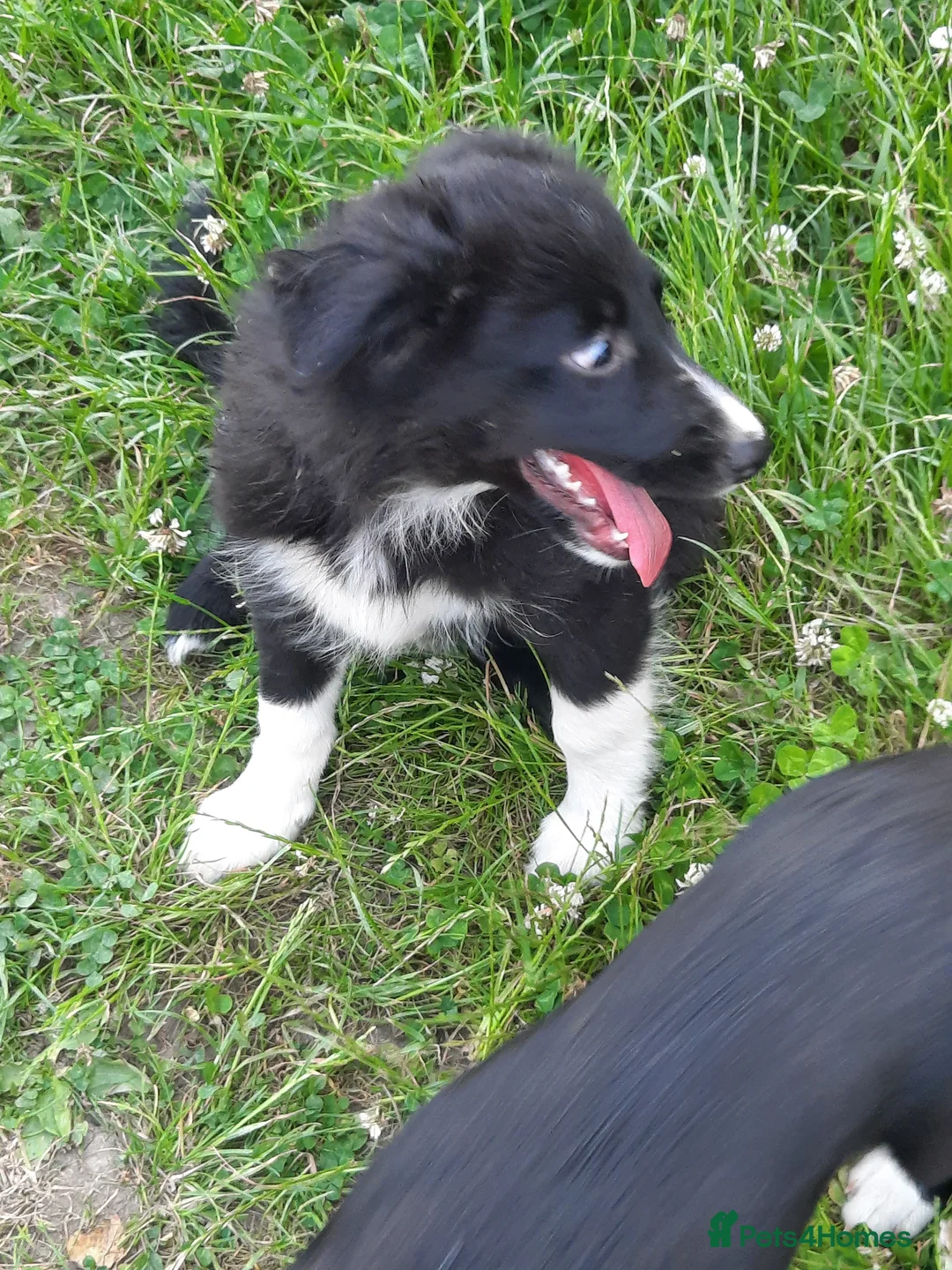 Border Collie dogs for sale: 4 adorable puppies for sale - Advert 23