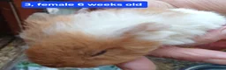 Guinea Pig rodents for sale: Guinea pigs  - Advert 3