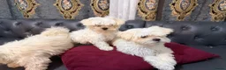 Bichon Frise dogs for sale: Bichon in Warrington - Advert 5
