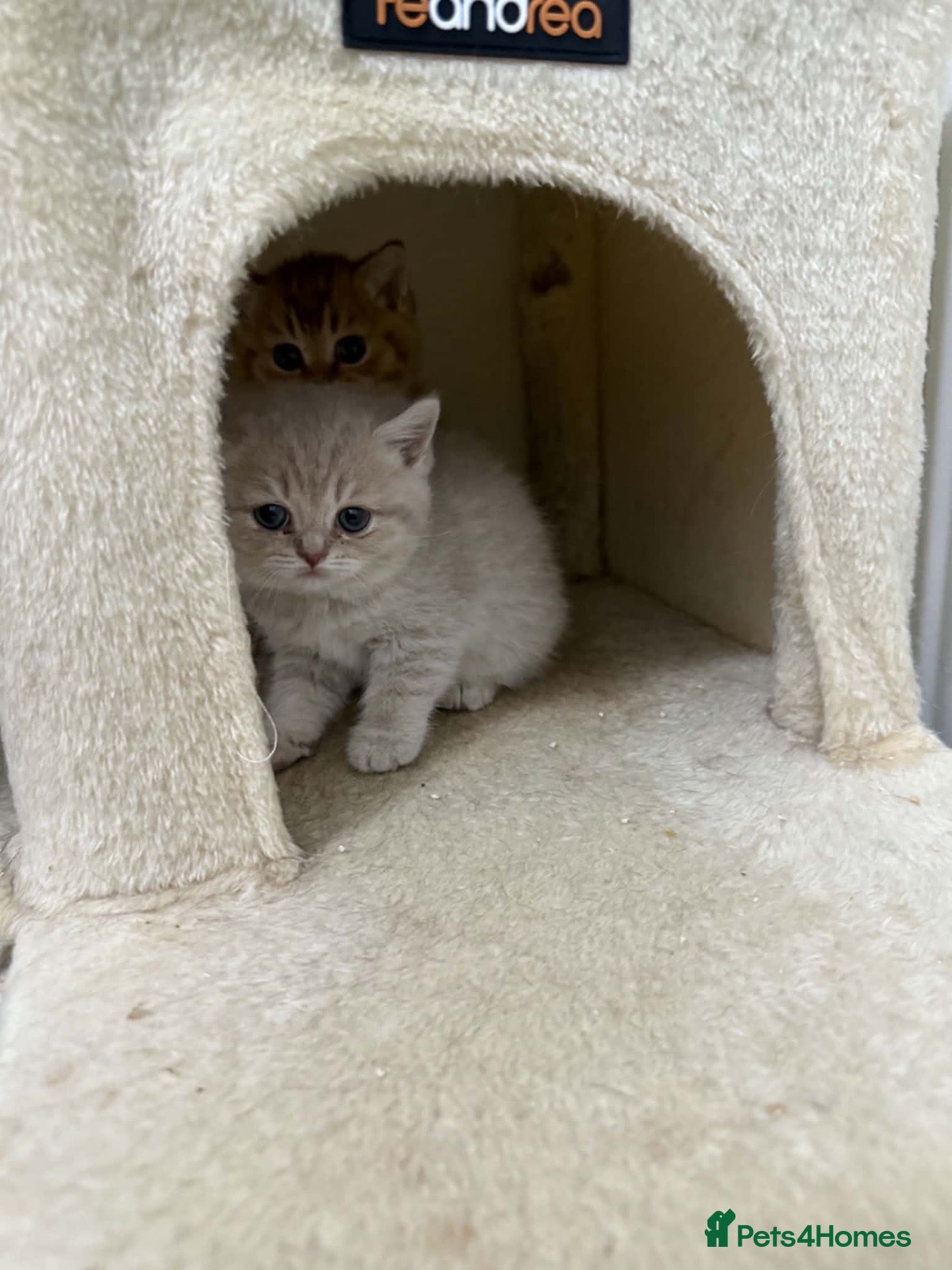 Scottish Fold cats Exceptional litter of Scottish fold/ straight😍😍 - Advert 2