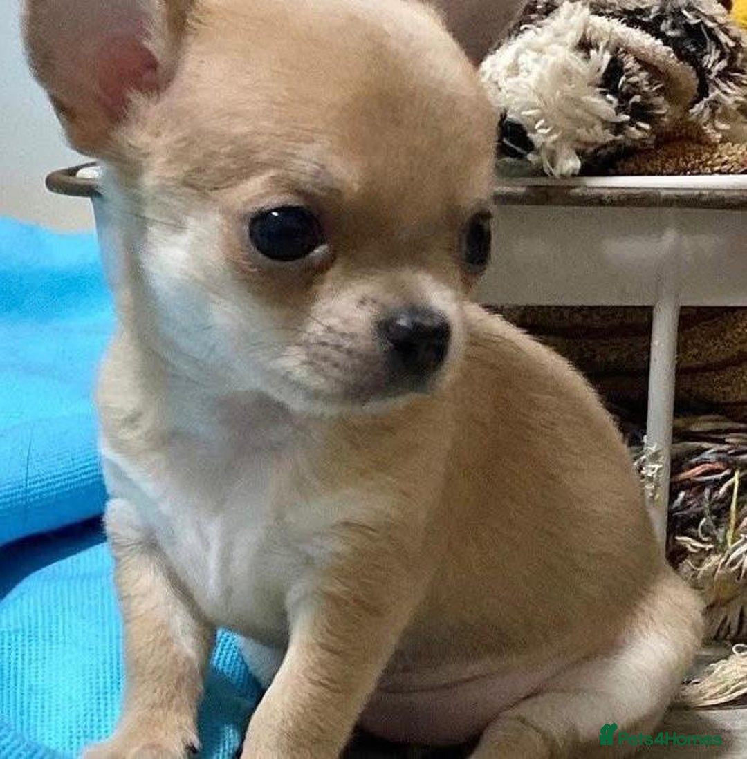 Chihuahua dogs for sale: Chihuahua puppies - Image 2