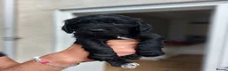 Sprocker dogs for sale: Stunning Sprocker Spaniel Puppies For Sale in Hull - Advert 20