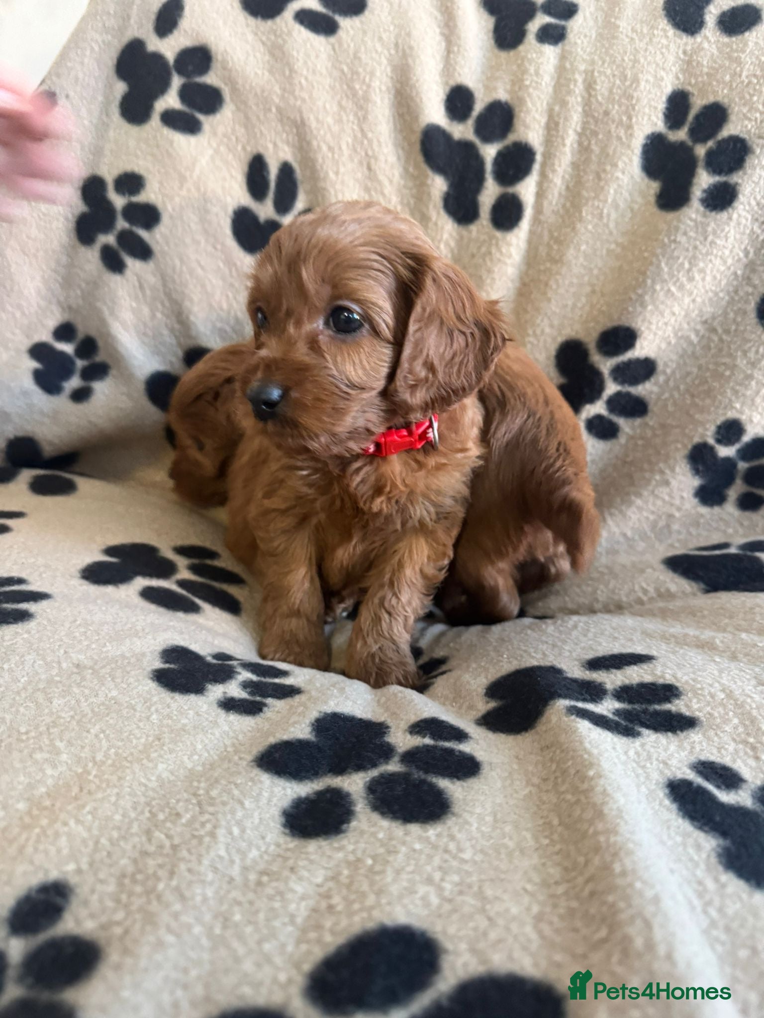 Cavapoo dogs Toy cavapoo  - Advert 5