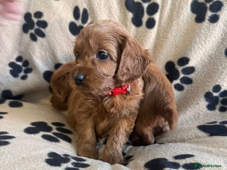 Cavapoo dogs Toy cavapoo - Advert 5