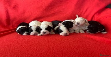 Havanese dogs - Advert 9