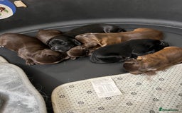 Cocker Spaniel dogs for sale: Stunning KC Reg Cocker Spaniel Pups Choco/Black - Image 25