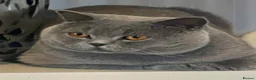 British Shorthair cats for sale: GORGEOUS PEDIGREE BRITISH SHORTHAIR  - Advert 21