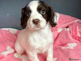 Cocker Spaniel dogs Stunning working cocker spaniel pups - Advert 1