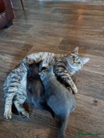 British Shorthair cats - Advert 3