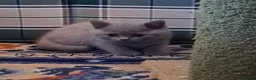 British Shorthair cats for sale: GORGEOUS LILAC BRITISH SHORTHAIR KITTENS - Advert 14