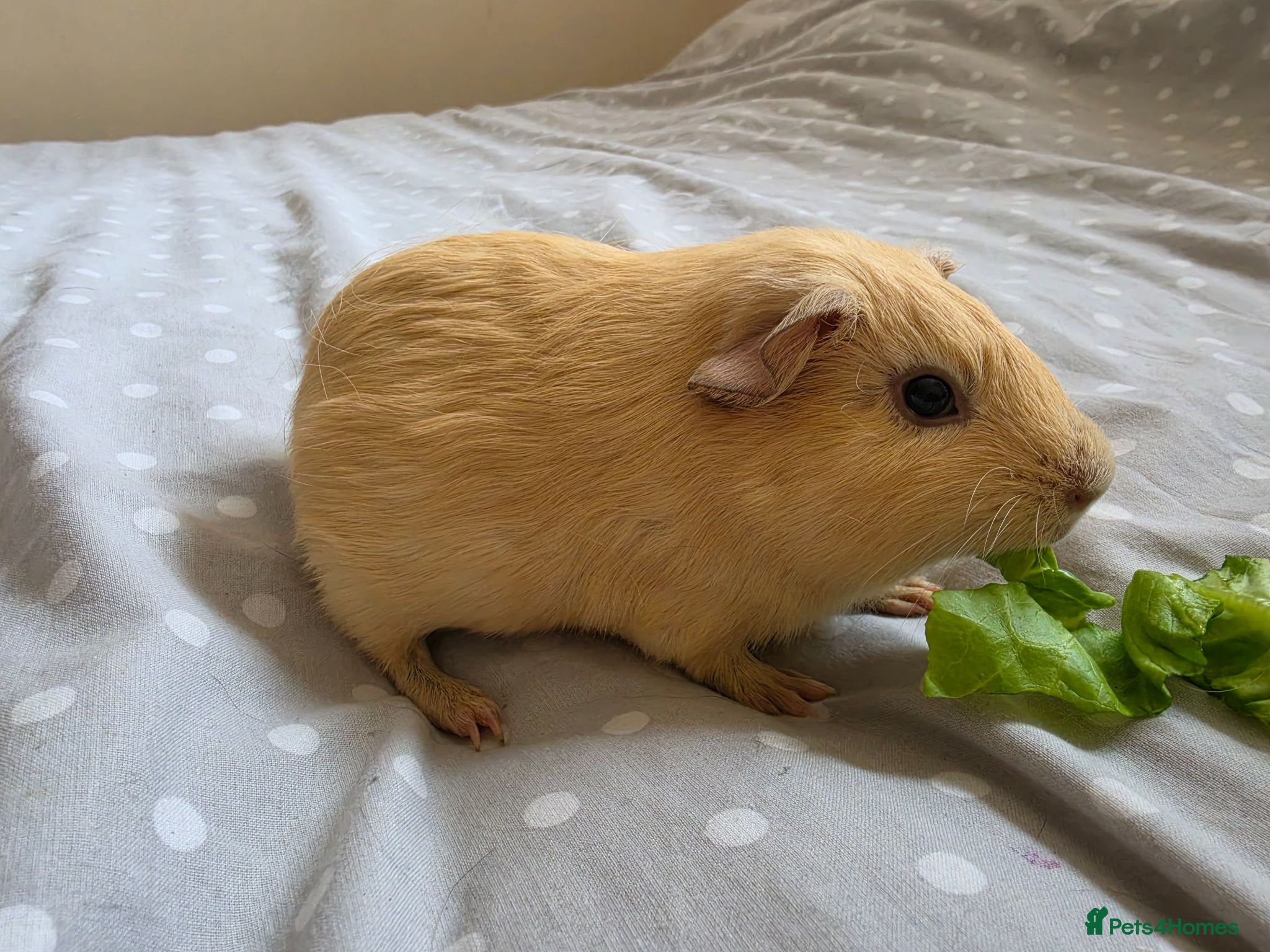 Guinea Pig rodents 4 boys  - Advert 6