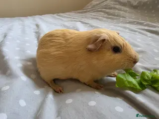 Guinea Pig rodents 4 boys - Advert 6