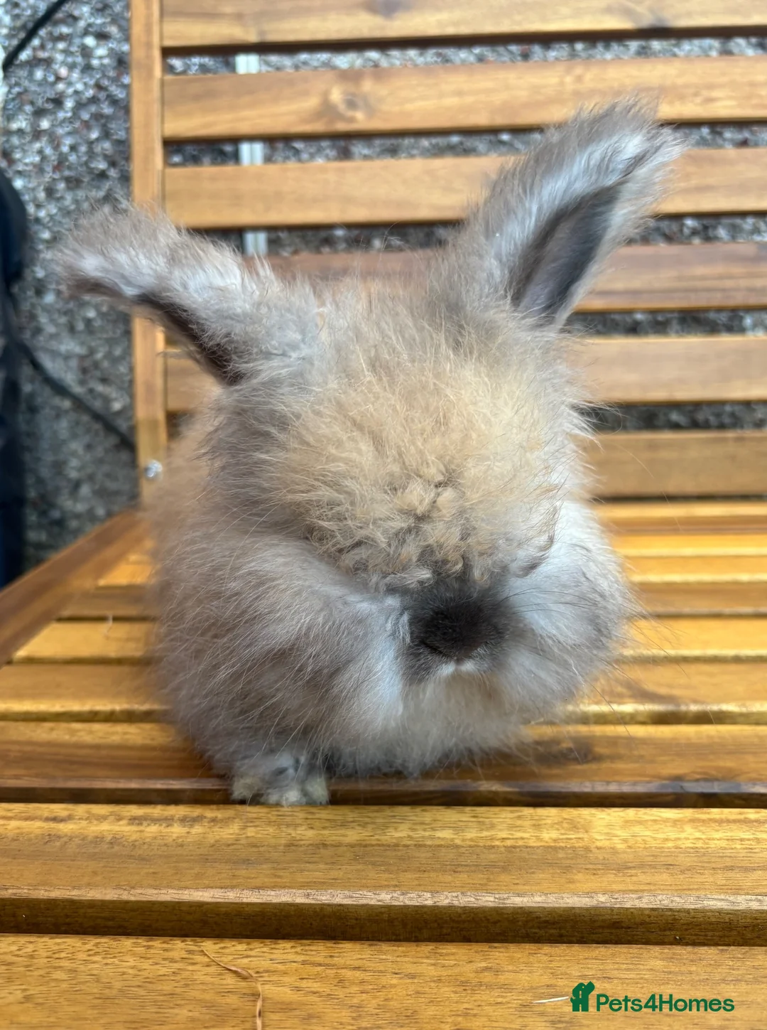 Angora rabbits for sale: English Angoras  - Advert 5