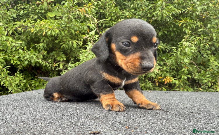 Miniature Dachshund dogs - Advert 1