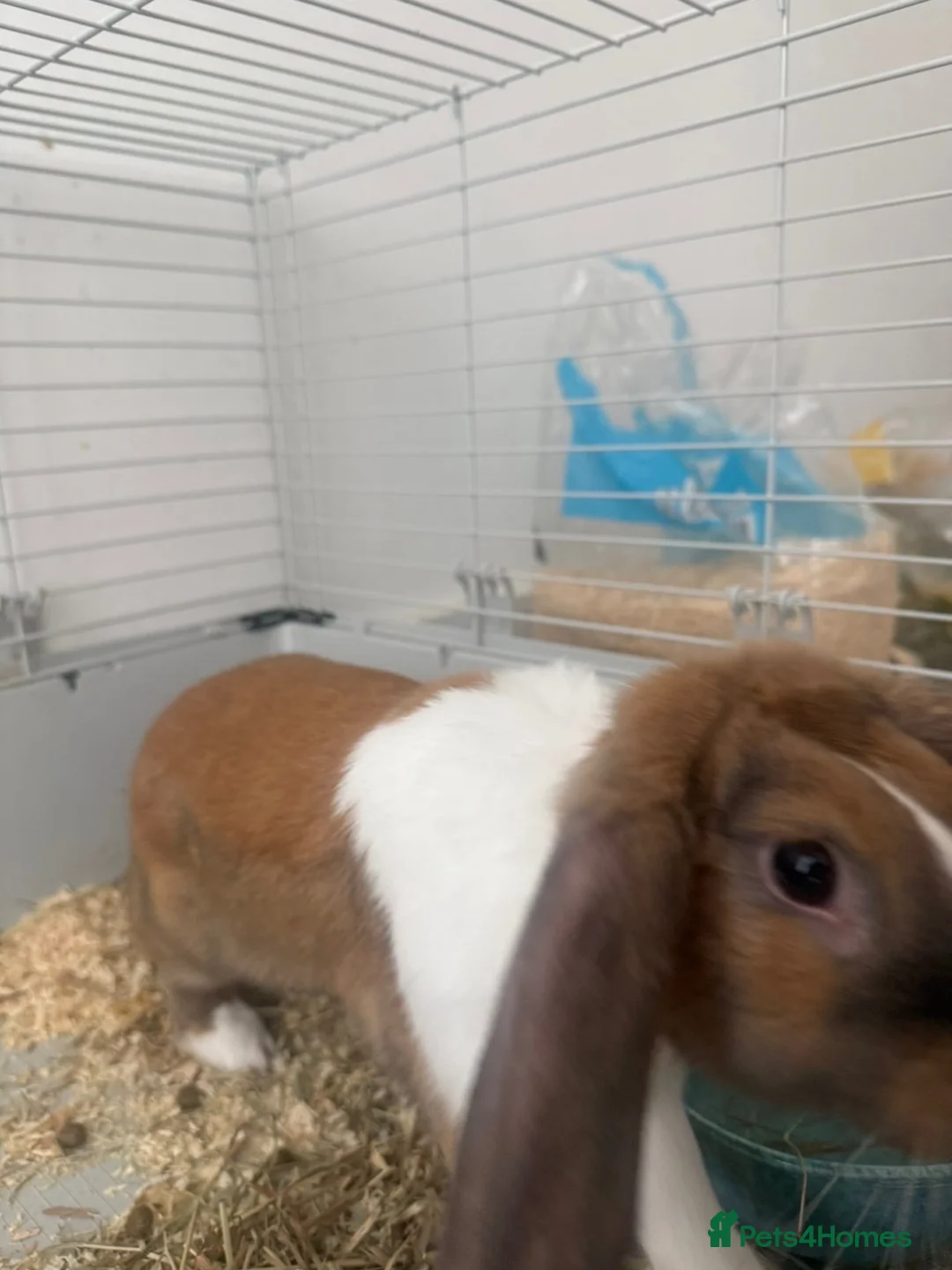 English rabbits for sale: Willow in Liverpool - Advert 2