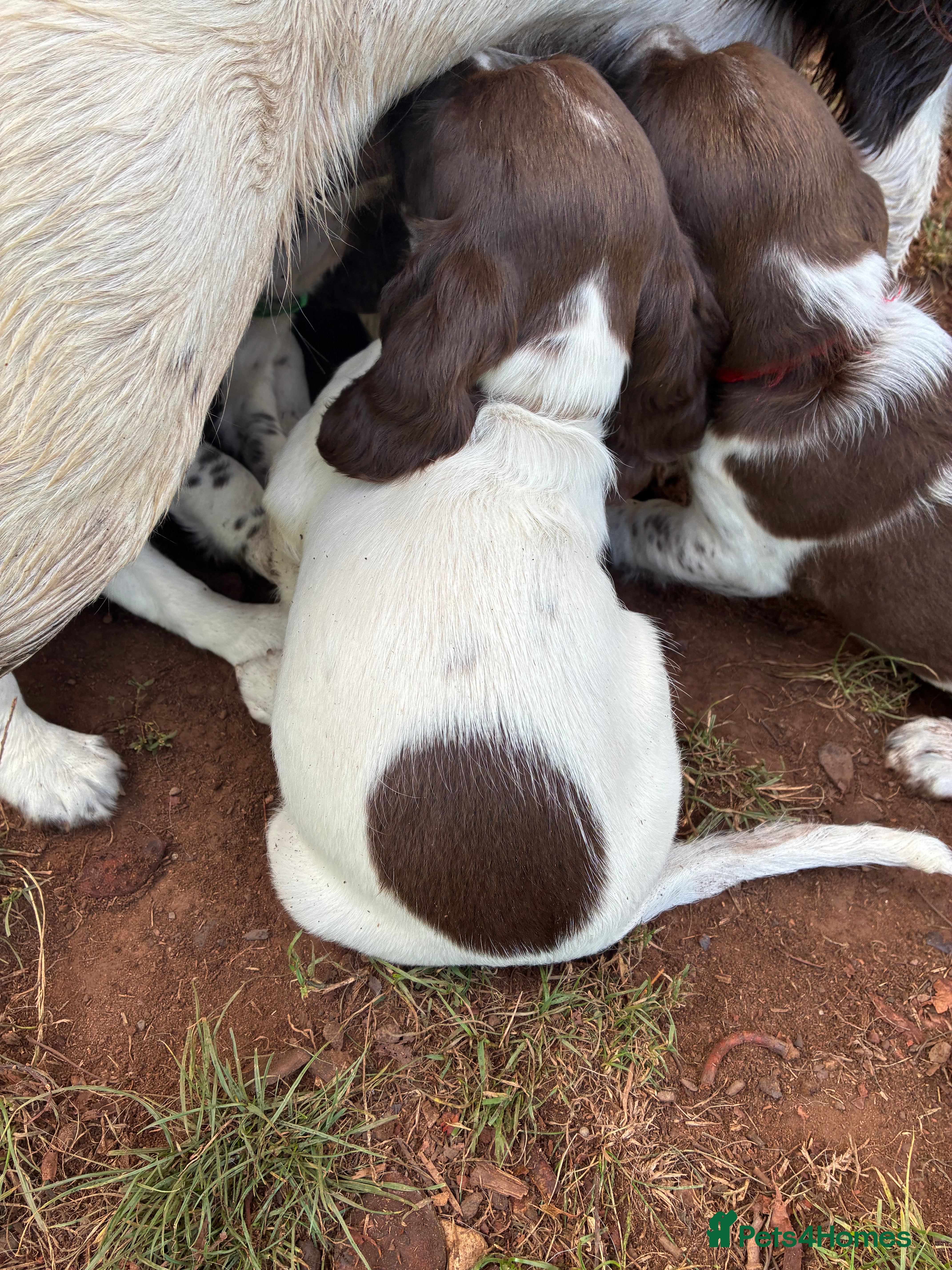 English Springer Spaniel dogs Willows pups. One girl remaining  - Advert 2