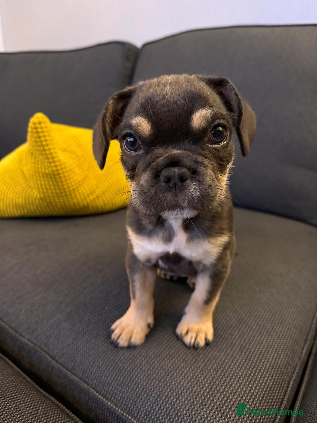 Mixed Breed dogs French Bulldog X Toy Poodle 13 Week Old Female - Advert 1