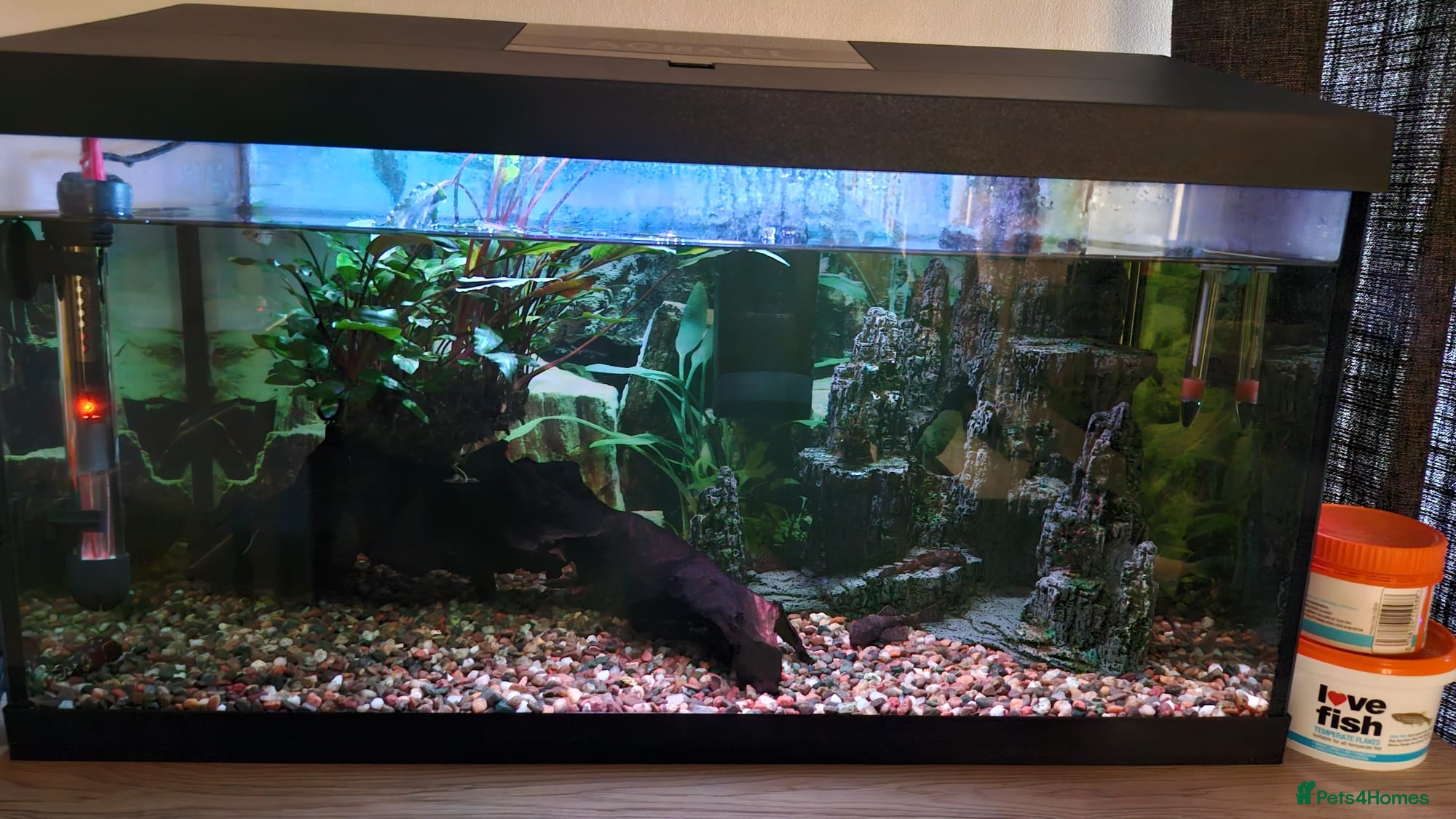 Catfish fish Complete Fish Tank Setup + Fishes - Advert 7