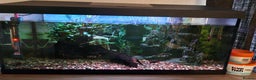 Catfish fish for sale: Complete Fish Tank Setup + Fishes - Advert 1