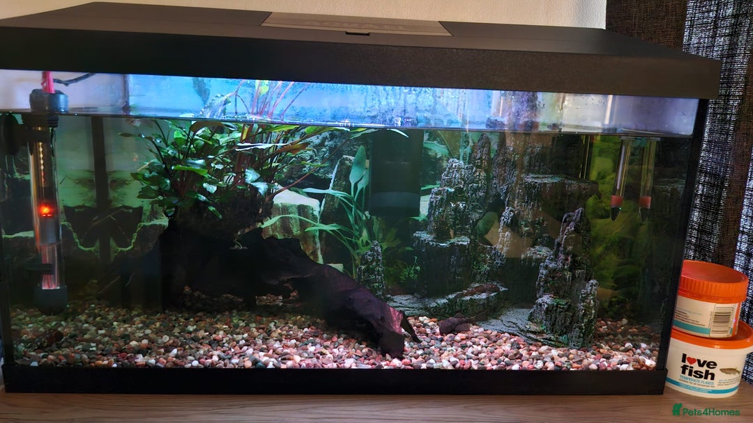 Catfish fish for sale: Complete Fish Tank Setup + Fishes - Advert 1