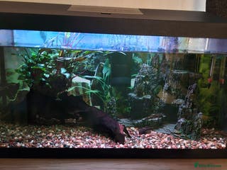 Catfish fish Complete Fish Tank Setup + Fishes - Advert 8
