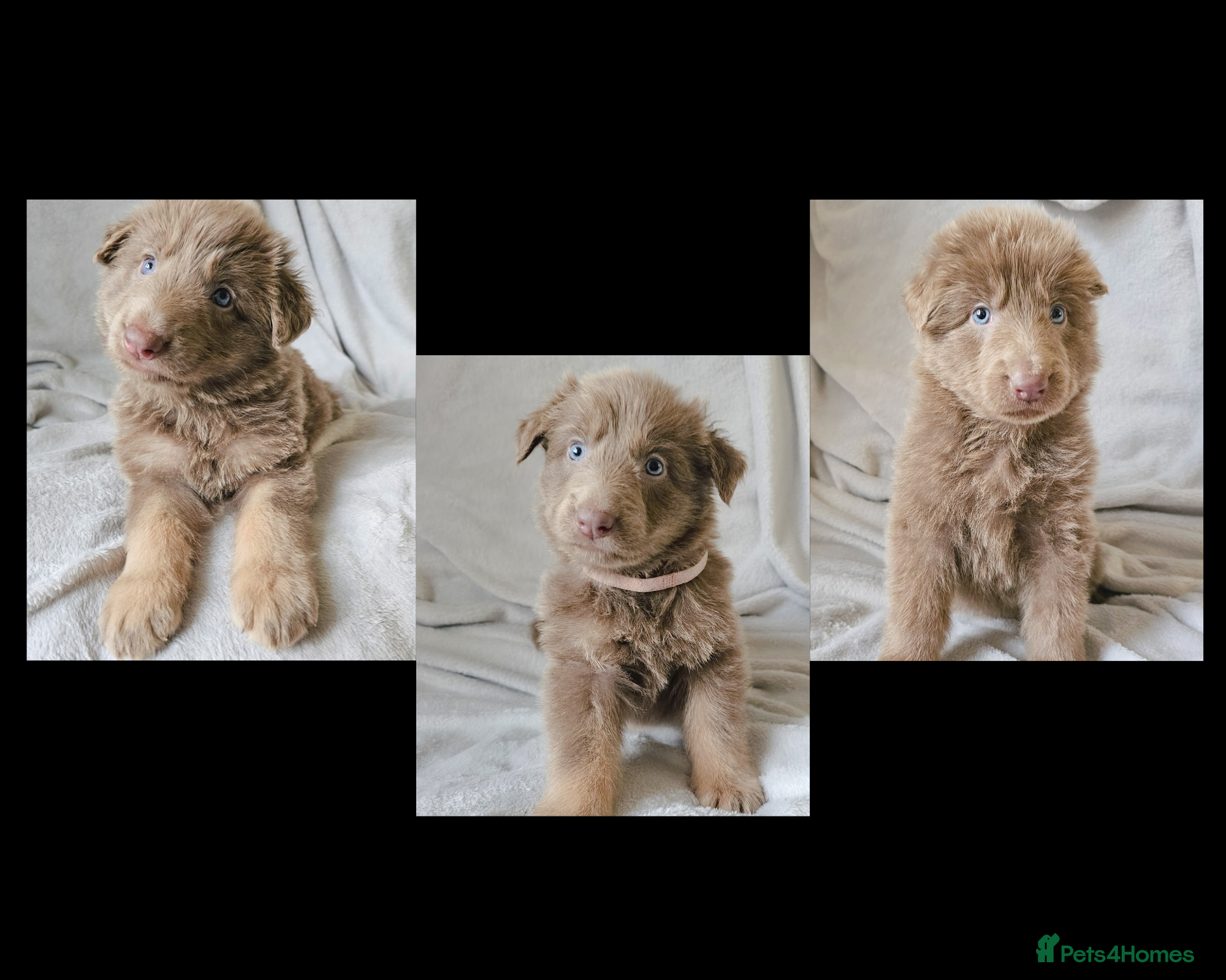 German Shepherd dogs 💠3 stunning isabella KC reg straight back GSP's💠 - Advert 14