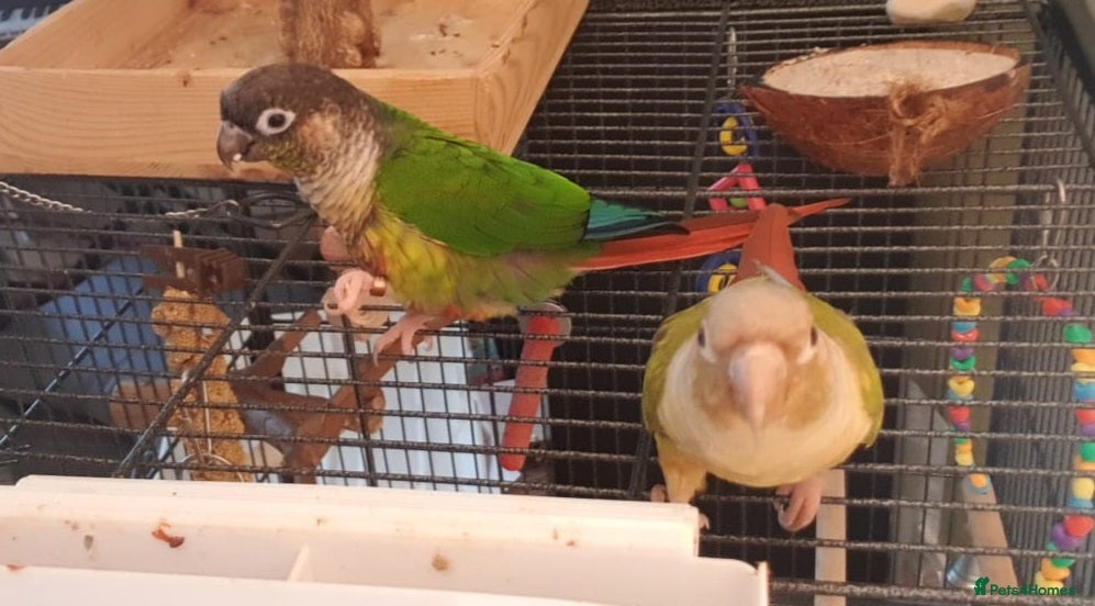 Conures birds Two lovely green cheek conures - Advert 1